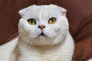 Exploring the Allure of a Beautiful Scottish Fold Cat, where Whiskered Elegance and Playful Charm Unite in a Mesmerizing Portrait of Cuddly Delight photo