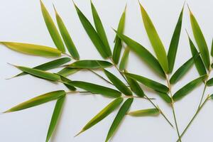 Embracing the Allure of Beautiful Bamboo Leaves, where Graceful Green Blades Dance in Harmonious Symphony, Creating a Tranquil Oasis of Nature's Poise and Timeless Beauty photo