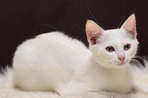 Exploring the Allure of a Beautiful Scottish Fold Cat, where Whiskered Elegance and Playful Charm Unite in a Mesmerizing Portrait of Cuddly Delight photo