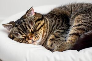 Embracing the Beauty of a Beautiful Cute Whiskered Charm Scottish Fold, Where Playful Elegance and Endearing Whiskers Combine in a Captivating Portrait of Feline Delight, Bringing Joy to Every Heart photo