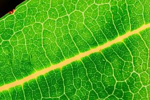 Exploring the Sublime Beauty of a Beautiful Macro Leaf, Where Intricate Veins and Vivid Textures Unfold, Creating an Enchanting Microcosm of Nature's Delicate Artistry photo