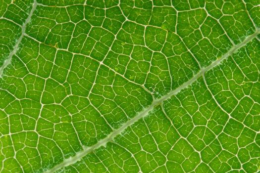 Exploring the Sublime Beauty of a Beautiful Macro Leaf, Where Intricate Veins and Vivid Textures Unfold, Creating an Enchanting Microcosm of Nature's Delicate Artistry photo