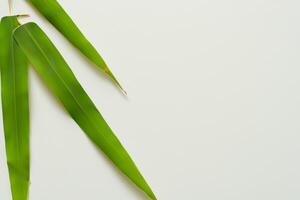 abrazando el seducir de hermosa bambú hojas, dónde agraciado verde cuchillas danza en armonioso sinfonía, creando un tranquilo oasis de de la naturaleza equilibrio y eterno belleza foto