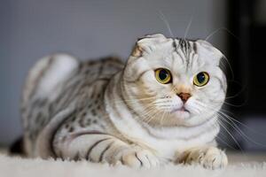 Exploring the Allure of a Beautiful Scottish Fold Cat, where Whiskered Elegance and Playful Charm Unite in a Mesmerizing Portrait of Cuddly Delight photo