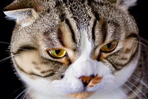 Exploring the Allure of a Beautiful Scottish Fold Cat, where Whiskered Elegance and Playful Charm Unite in a Mesmerizing Portrait of Cuddly Delight photo