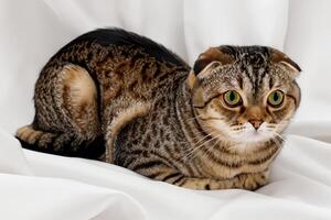 Embracing the Beauty of a Beautiful Cute Whiskered Charm Scottish Fold, Where Playful Elegance and Endearing Whiskers Combine in a Captivating Portrait of Feline Delight, Bringing Joy to Every Heart photo