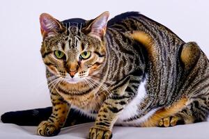 Exploring the Allure of a Beautiful Scottish Fold Cat, where Whiskered Elegance and Playful Charm Unite in a Mesmerizing Portrait of Cuddly Delight photo