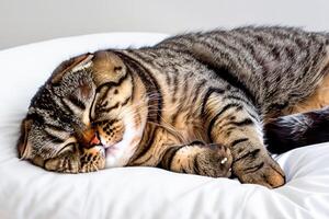 Embracing the Beauty of a Beautiful Cute Whiskered Charm Scottish Fold, Where Playful Elegance and Endearing Whiskers Combine in a Captivating Portrait of Feline Delight, Bringing Joy to Every Heart photo