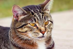 Exploring the Allure of a Beautiful Scottish Fold Cat, where Whiskered Elegance and Playful Charm Unite in a Mesmerizing Portrait of Cuddly Delight photo