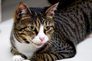 explorador el seducir de un hermosa escocés doblez gato, dónde bigotudo elegancia y juguetón encanto unir en un fascinante retrato de mimoso deleite foto