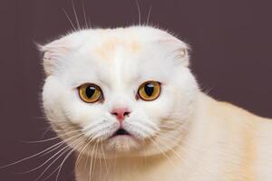 Exploring the Allure of a Beautiful Scottish Fold Cat, where Whiskered Elegance and Playful Charm Unite in a Mesmerizing Portrait of Cuddly Delight photo