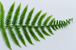 Embarking on a Journey Through the Intricate Beauty of Beautiful Fern Leaves, as Lush Green Fronds Unfold in Nature's Dance, Creating an Exquisite Tapestry of Botanical Elegance and Timeless Grace photo