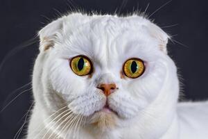 Exploring the Allure of a Beautiful Scottish Fold Cat, where Whiskered Elegance and Playful Charm Unite in a Mesmerizing Portrait of Cuddly Delight photo