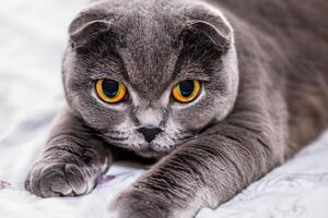 Exploring the Allure of a Beautiful Scottish Fold Cat, where Whiskered Elegance and Playful Charm Unite in a Mesmerizing Portrait of Cuddly Delight photo