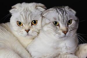 Embracing the Beauty of a Beautiful Cute Whiskered Charm Scottish Fold, Where Playful Elegance and Endearing Whiskers Combine in a Captivating Portrait of Feline Delight, Bringing Joy to Every Heart photo