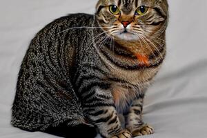 Exploring the Allure of a Beautiful Scottish Fold Cat, where Whiskered Elegance and Playful Charm Unite in a Mesmerizing Portrait of Cuddly Delight photo