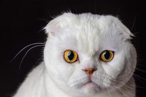 Exploring the Allure of a Beautiful Scottish Fold Cat, where Whiskered Elegance and Playful Charm Unite in a Mesmerizing Portrait of Cuddly Delight photo