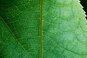 Exploring the Sublime Beauty of a Beautiful Macro Leaf, Where Intricate Veins and Vivid Textures Unfold, Creating an Enchanting Microcosm of Nature's Delicate Artistry photo