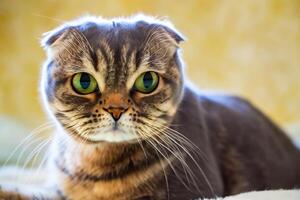 Exploring the Allure of a Beautiful Scottish Fold Cat, where Whiskered Elegance and Playful Charm Unite in a Mesmerizing Portrait of Cuddly Delight photo