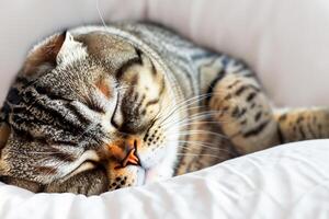 Embracing the Beauty of a Beautiful Cute Whiskered Charm Scottish Fold, Where Playful Elegance and Endearing Whiskers Combine in a Captivating Portrait of Feline Delight, Bringing Joy to Every Heart photo