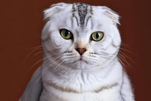 Exploring the Allure of a Beautiful Scottish Fold Cat, where Whiskered Elegance and Playful Charm Unite in a Mesmerizing Portrait of Cuddly Delight photo