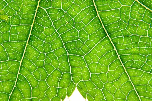 Exploring the Sublime Beauty of a Beautiful Macro Leaf, Where Intricate Veins and Vivid Textures Unfold, Creating an Enchanting Microcosm of Nature's Delicate Artistry photo
