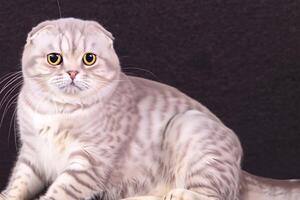 Exploring the Allure of a Beautiful Scottish Fold Cat, where Whiskered Elegance and Playful Charm Unite in a Mesmerizing Portrait of Cuddly Delight photo