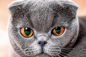 Exploring the Allure of a Beautiful Scottish Fold Cat, where Whiskered Elegance and Playful Charm Unite in a Mesmerizing Portrait of Cuddly Delight photo