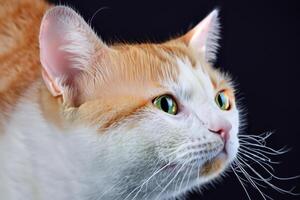 Exploring the Allure of a Beautiful Scottish Fold Cat, where Whiskered Elegance and Playful Charm Unite in a Mesmerizing Portrait of Cuddly Delight photo