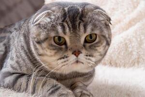 Exploring the Allure of a Beautiful Scottish Fold Cat, where Whiskered Elegance and Playful Charm Unite in a Mesmerizing Portrait of Cuddly Delight photo