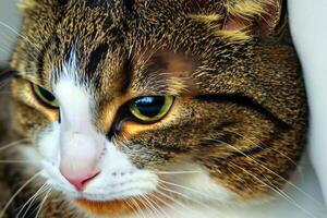 Exploring the Allure of a Beautiful Scottish Fold Cat, where Whiskered Elegance and Playful Charm Unite in a Mesmerizing Portrait of Cuddly Delight photo