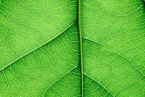 revelando de la naturaleza esplendor en cada delicado vena, un caleidoscopio de belleza adorna esta de cerca elegancia, dónde verdor se convierte un intrincado tapiz de vida foto