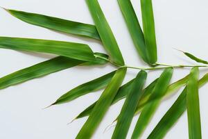 Embracing the Allure of Beautiful Bamboo Leaves, where Graceful Green Blades Dance in Harmonious Symphony, Creating a Tranquil Oasis of Nature's Poise and Timeless Beauty photo