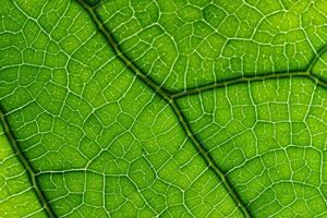 Exploring the Sublime Beauty of a Beautiful Macro Leaf, Where Intricate Veins and Vivid Textures Unfold, Creating an Enchanting Microcosm of Nature's Delicate Artistry photo