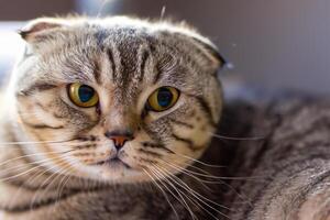 Exploring the Allure of a Beautiful Scottish Fold Cat, where Whiskered Elegance and Playful Charm Unite in a Mesmerizing Portrait of Cuddly Delight photo