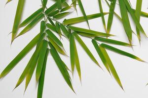 abrazando el seducir de hermosa bambú hojas, dónde agraciado verde cuchillas danza en armonioso sinfonía, creando un tranquilo oasis de de la naturaleza equilibrio y eterno belleza foto