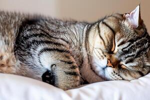 Embracing the Beauty of a Beautiful Cute Whiskered Charm Scottish Fold, Where Playful Elegance and Endearing Whiskers Combine in a Captivating Portrait of Feline Delight, Bringing Joy to Every Heart photo