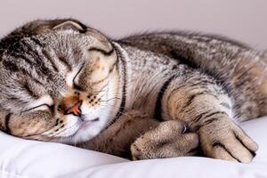 Embracing the Beauty of a Beautiful Cute Whiskered Charm Scottish Fold, Where Playful Elegance and Endearing Whiskers Combine in a Captivating Portrait of Feline Delight, Bringing Joy to Every Heart photo
