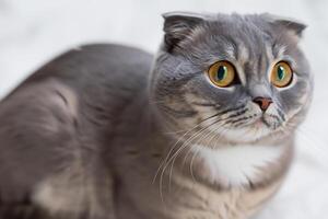 Exploring the Allure of a Beautiful Scottish Fold Cat, where Whiskered Elegance and Playful Charm Unite in a Mesmerizing Portrait of Cuddly Delight photo