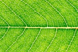 Unveiling Nature's Splendor in Every Delicate Vein, a Kaleidoscope of Beauty Adorns this Close-Up Elegance, where Greenery Becomes an Intricate Tapestry of Life photo