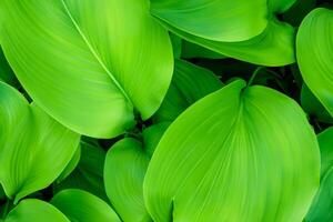 Exploring the Sublime Beauty of a Beautiful Macro Leaf, Where Intricate Veins and Vivid Textures Unfold, Creating an Enchanting Microcosm of Nature's Delicate Artistry photo