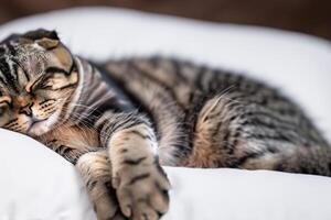 Embracing the Beauty of a Beautiful Cute Whiskered Charm Scottish Fold, Where Playful Elegance and Endearing Whiskers Combine in a Captivating Portrait of Feline Delight, Bringing Joy to Every Heart photo
