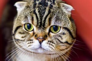 Exploring the Allure of a Beautiful Scottish Fold Cat, where Whiskered Elegance and Playful Charm Unite in a Mesmerizing Portrait of Cuddly Delight photo