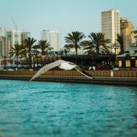 Seagulls in the city photo