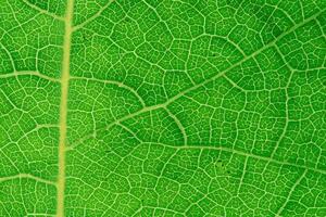 Unveiling Nature's Splendor in Every Delicate Vein, a Kaleidoscope of Beauty Adorns this Close-Up Elegance, where Greenery Becomes an Intricate Tapestry of Life photo
