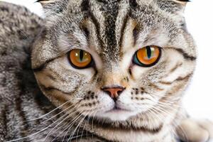 Exploring the Allure of a Beautiful Scottish Fold Cat, where Whiskered Elegance and Playful Charm Unite in a Mesmerizing Portrait of Cuddly Delight photo