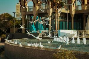 Sharjah city, view of the modern city, seagulls in the city photo