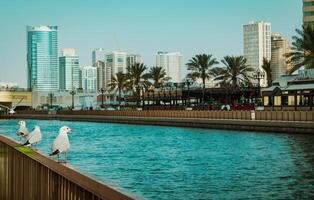 Seagulls in the city photo