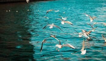 Sharjah city, view of the modern city, seagulls in the city photo