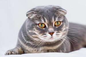 Embracing the Beauty of a Beautiful Cute Whiskered Charm Scottish Fold, Where Playful Elegance and Endearing Whiskers Combine in a Captivating Portrait of Feline Delight, Bringing Joy to Every Heart photo